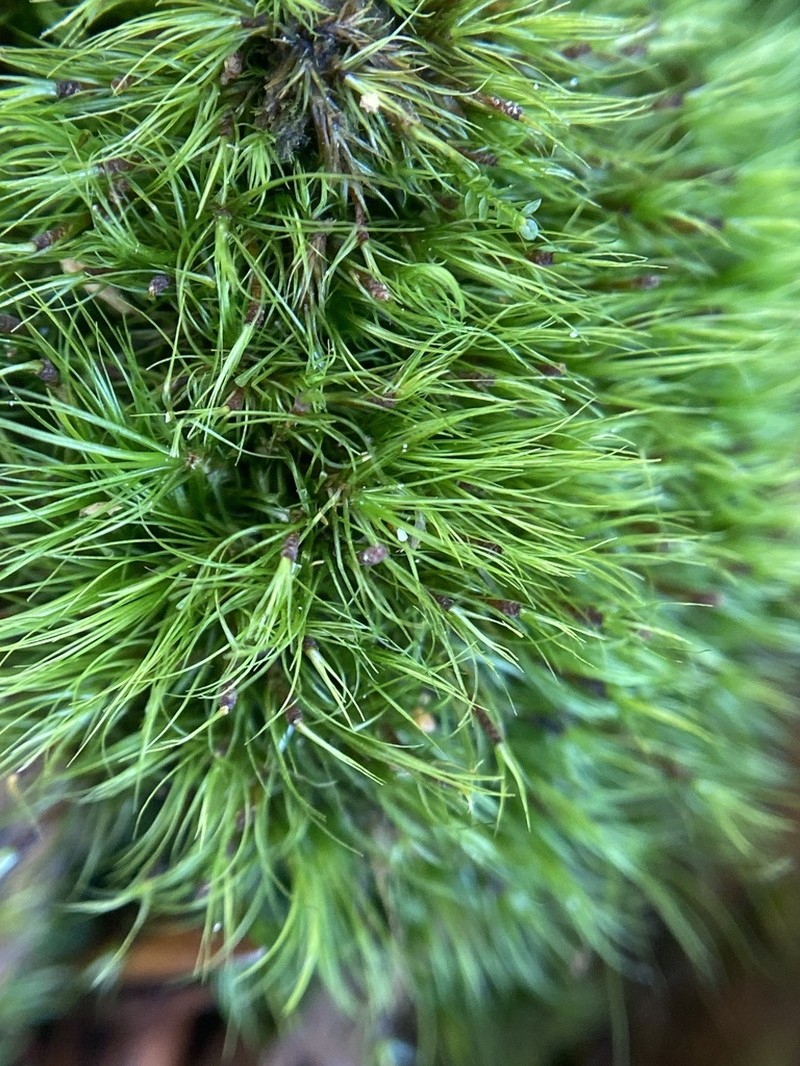 Denuded Dicranodontium Moss photo 7