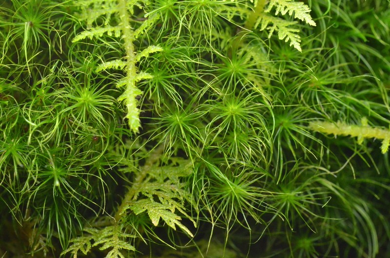 Denuded Dicranodontium Moss photo 8
