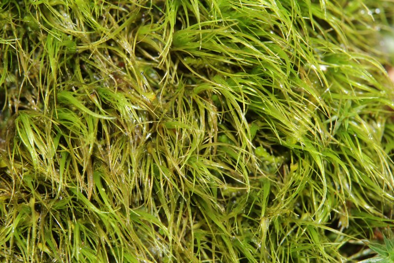 Dicranodontium Moss