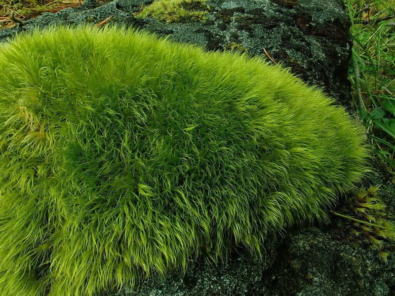 Dicranodontium Moss