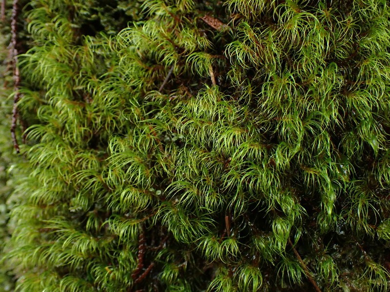 Dicranodontium Moss photo 2