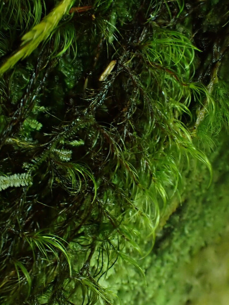 Dicranodontium Moss photo 3