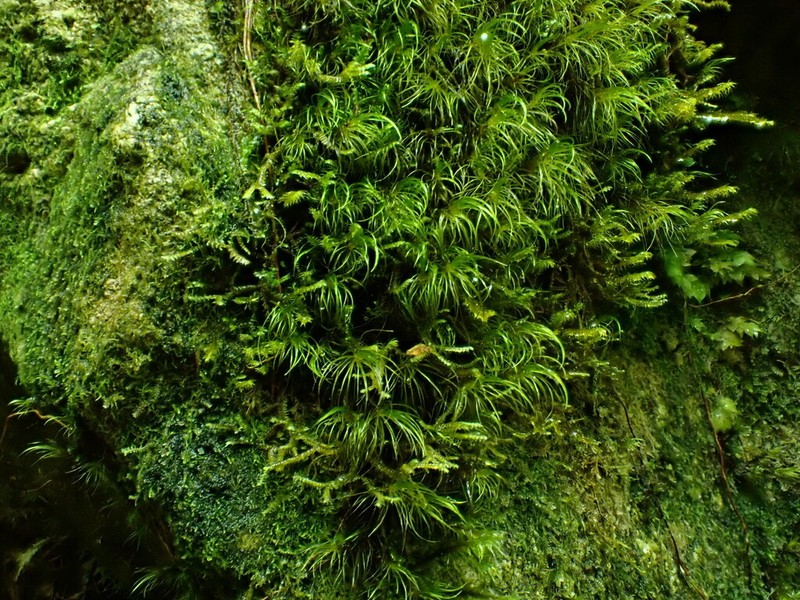 Dicranodontium Moss photo 4