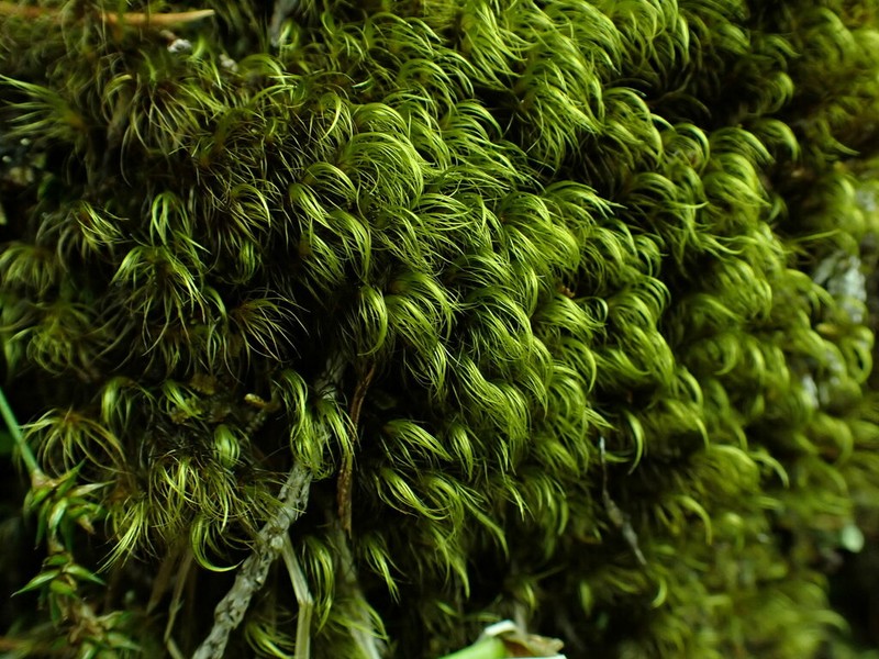 Dicranodontium Moss photo 5