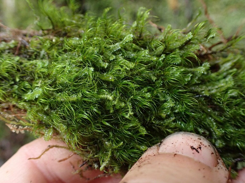 Dicranodontium Moss photo 6