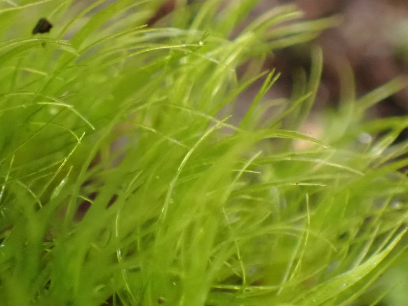 Dicranodontium Moss photo 7