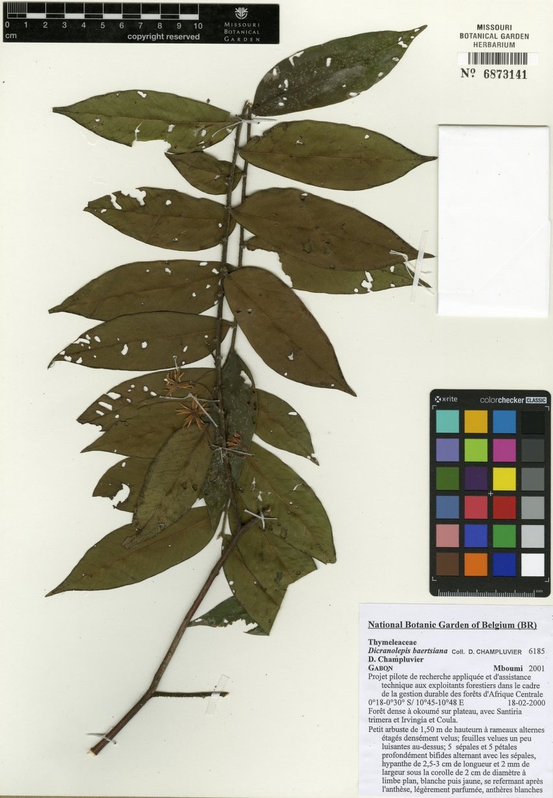Dicranolepis baertsiana subsp. baertsiana