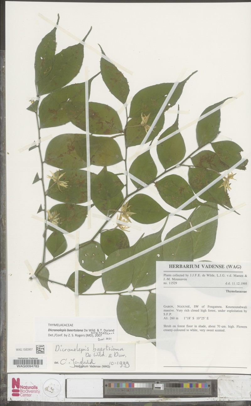Dicranolepis baertsiana subsp. baertsiana photo 2