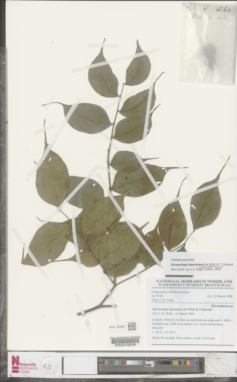 Dicranolepis baertsiana subsp. baertsiana photo 3