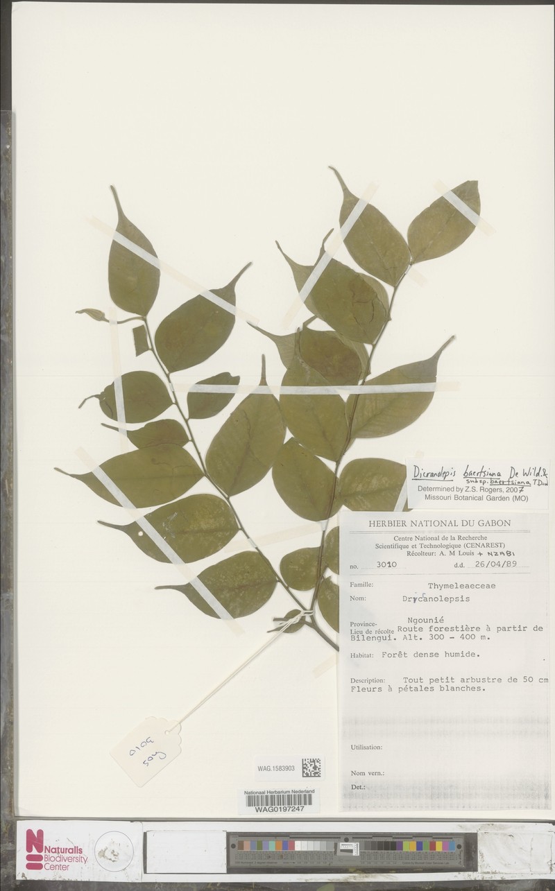 Dicranolepis baertsiana subsp. baertsiana photo 4