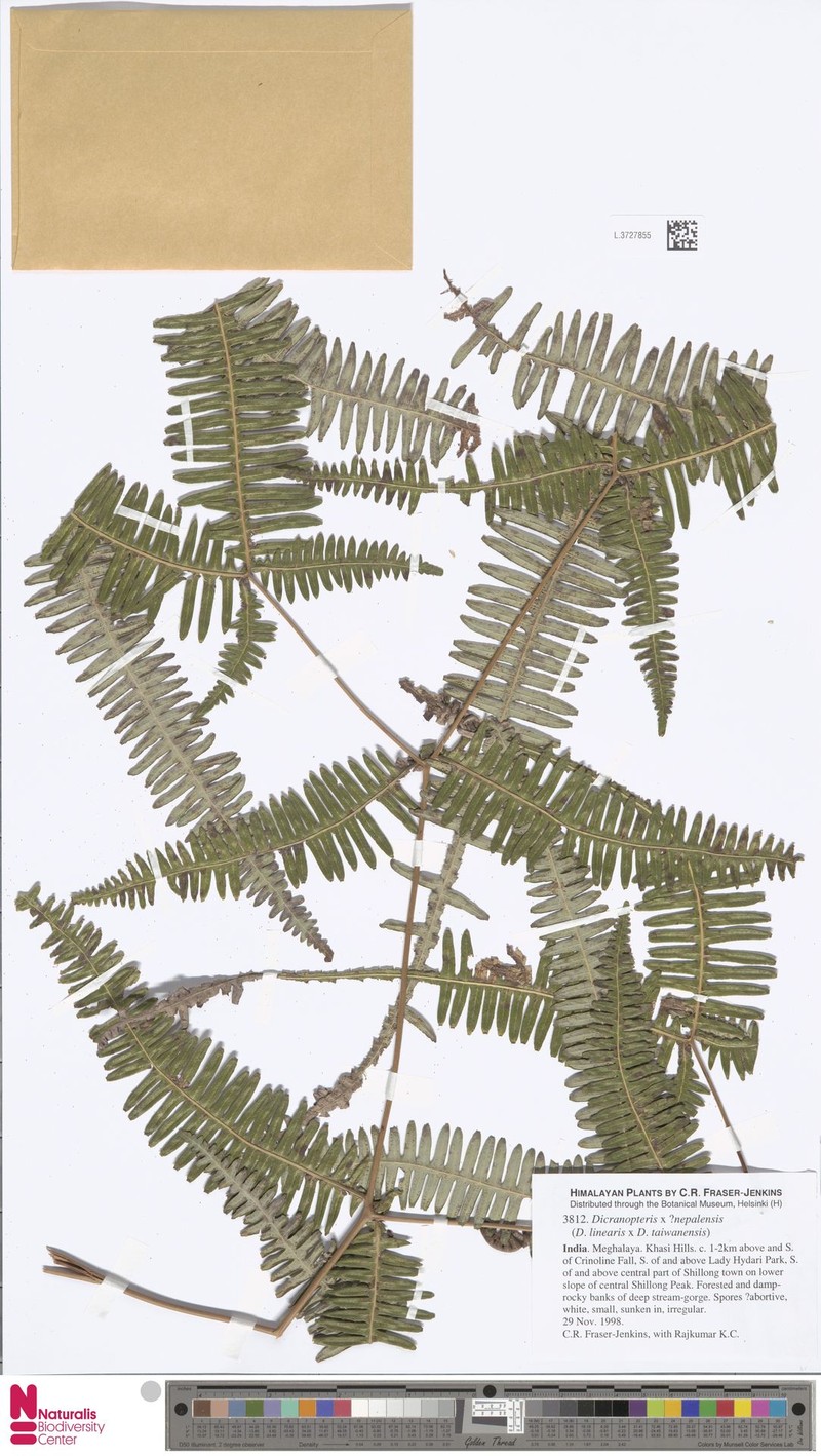 Dicranopteris × nepalensis
