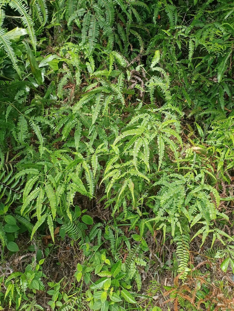 Dicranopteris alternans