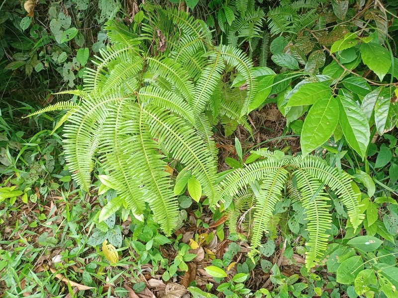 Dicranopteris alternans photo 2