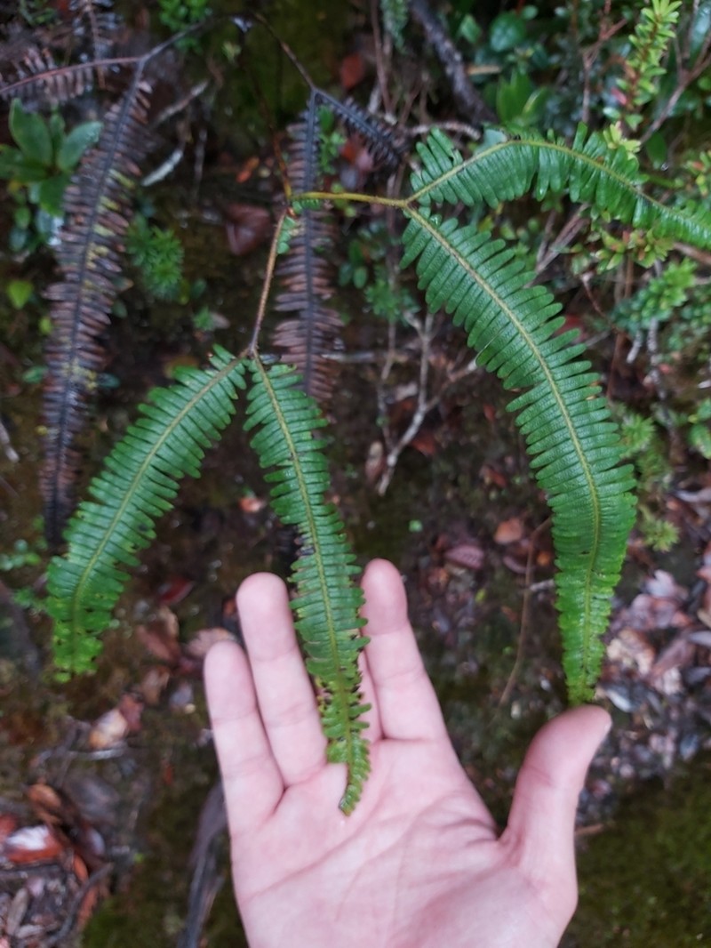 Dicranopteris clemensiae photo 2