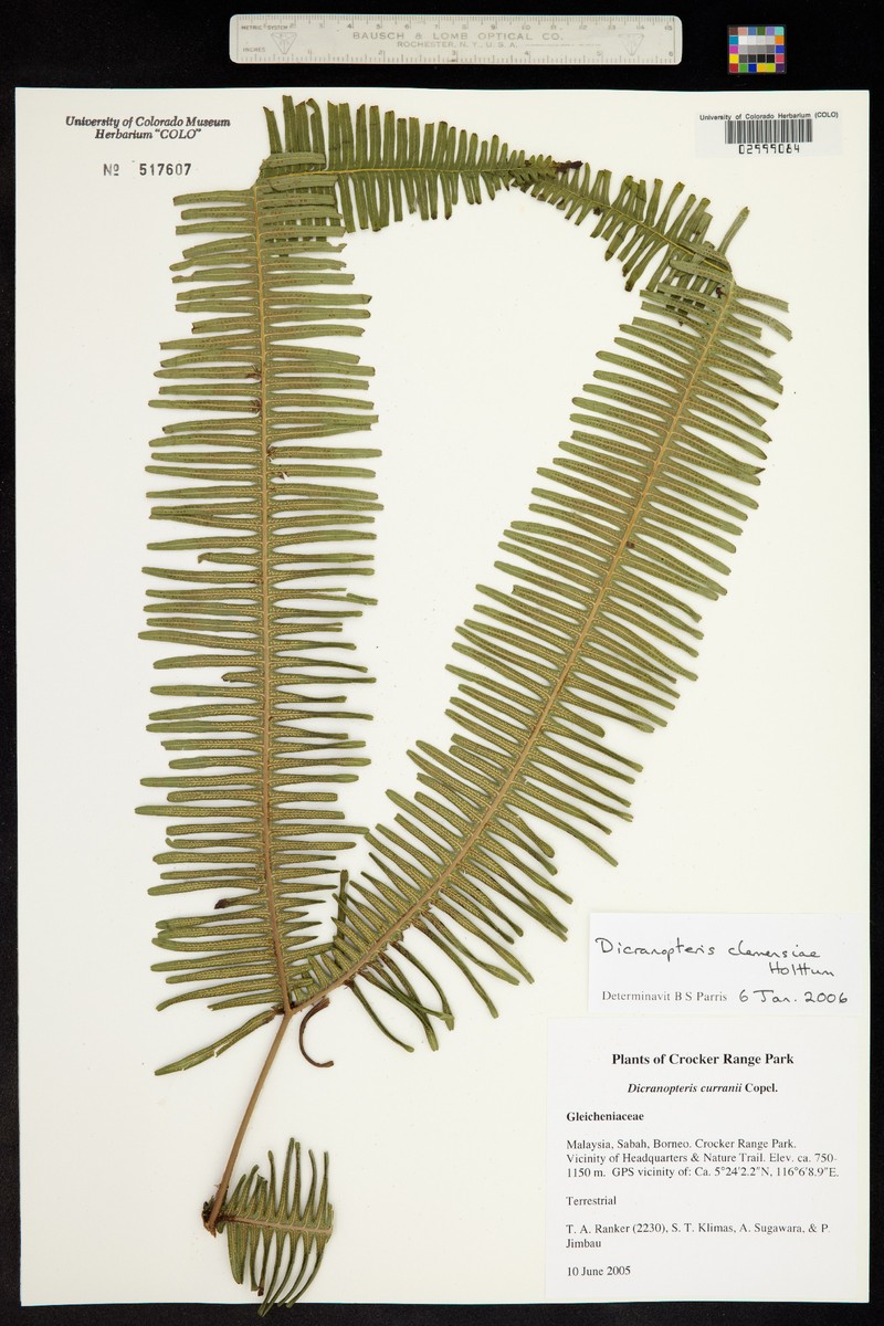 Dicranopteris clemensiae photo 3