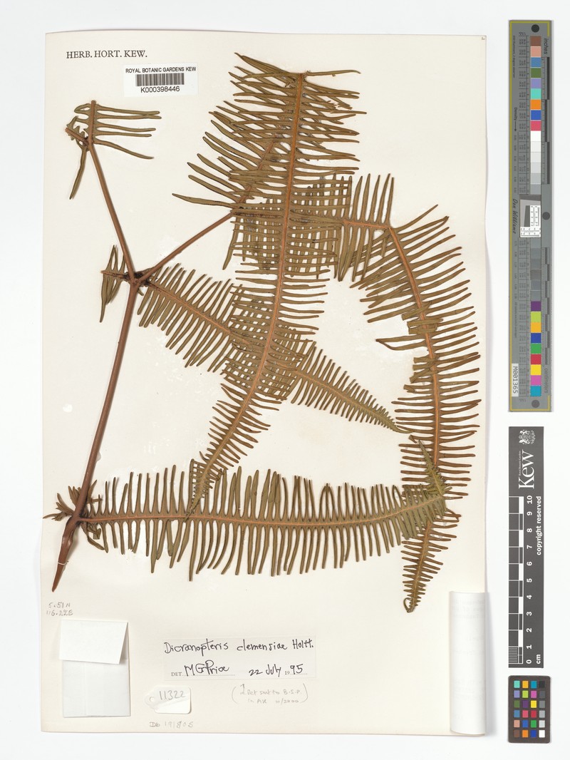 Dicranopteris clemensiae photo 4