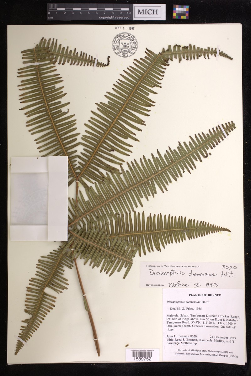Dicranopteris clemensiae photo 5