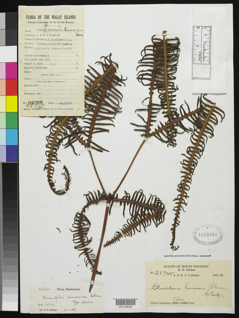 Dicranopteris clemensiae