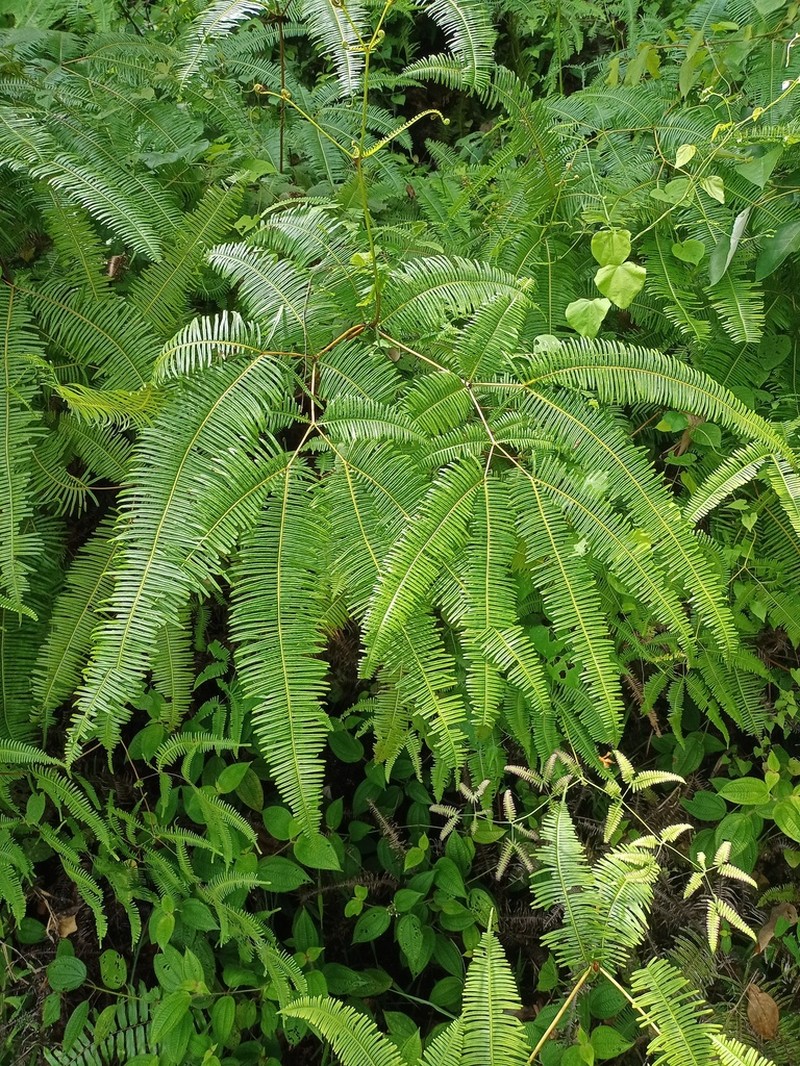 Dicranopteris curranii