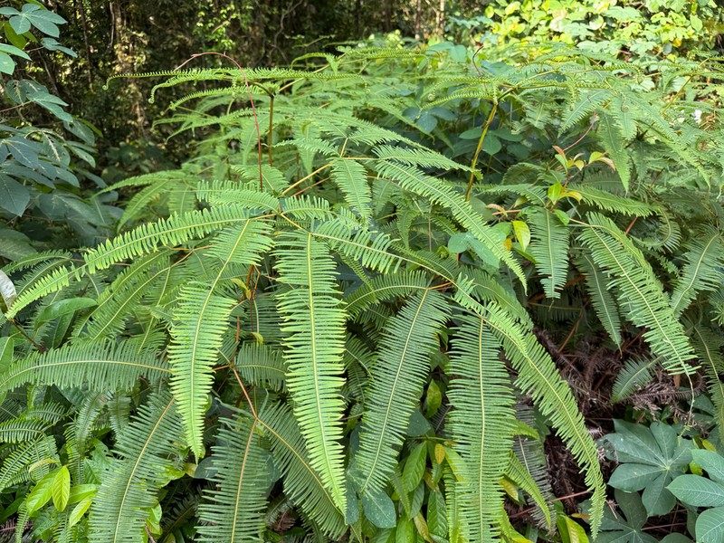 Dicranopteris curranii photo 2