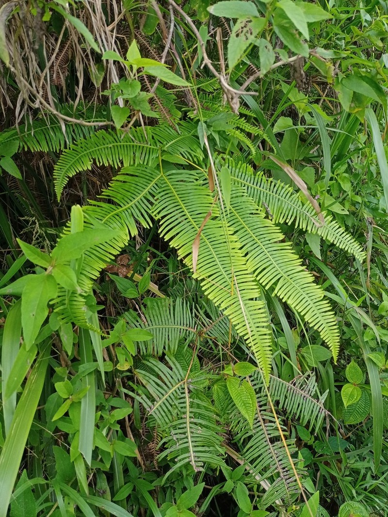 Dicranopteris curranii photo 3