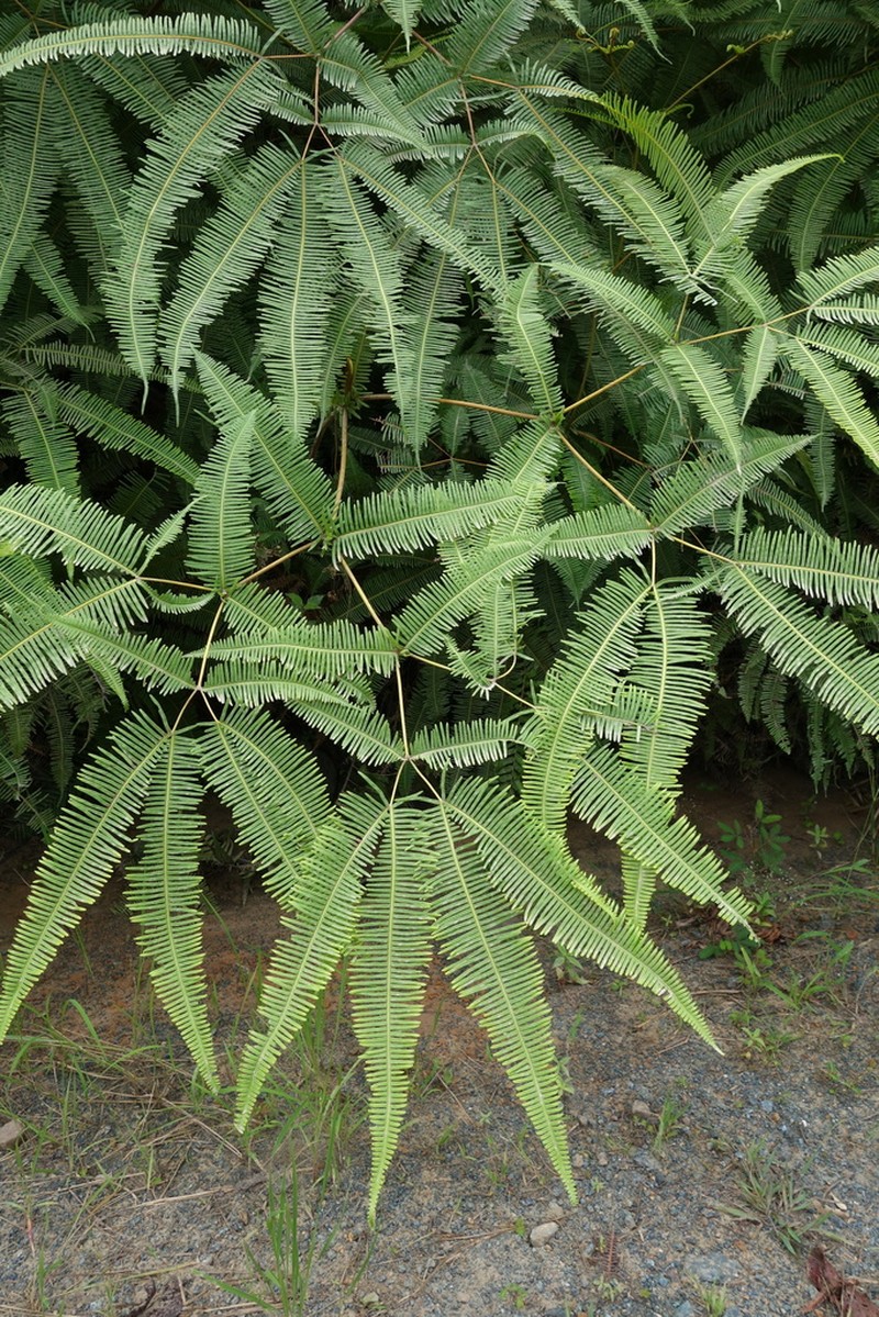 Dicranopteris curranii photo 4