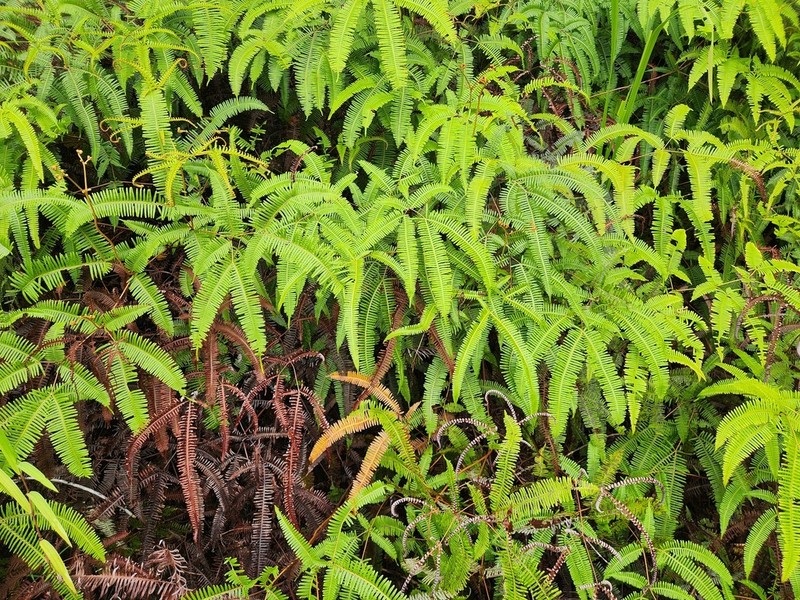 Dicranopteris curranii photo 5