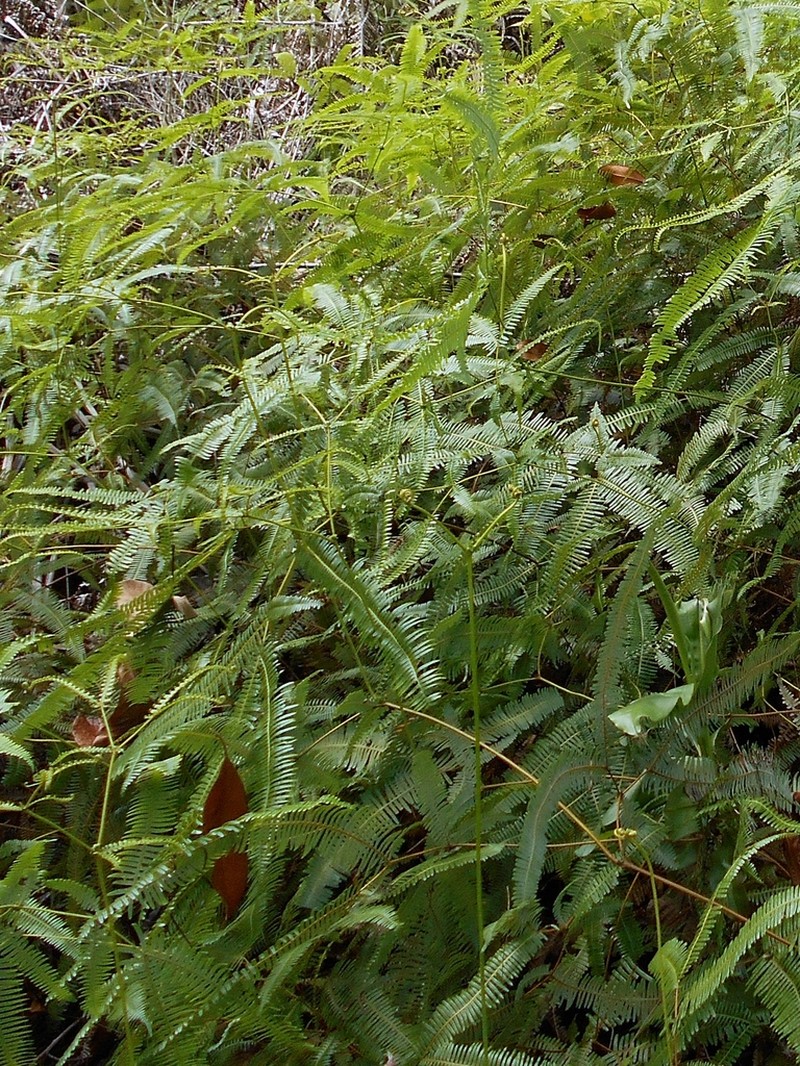 Dicranopteris curranii photo 6