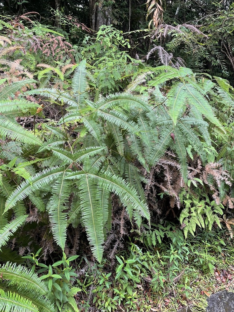 Dicranopteris curranii photo 7