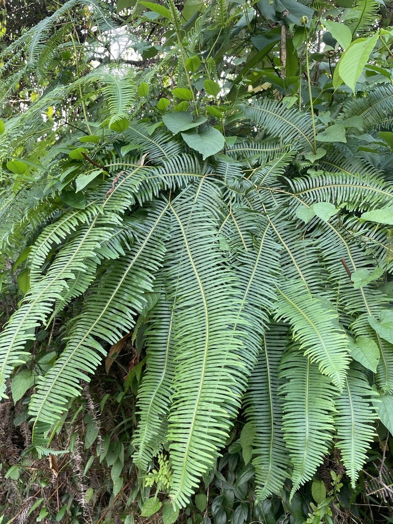 Dicranopteris curranii photo 8