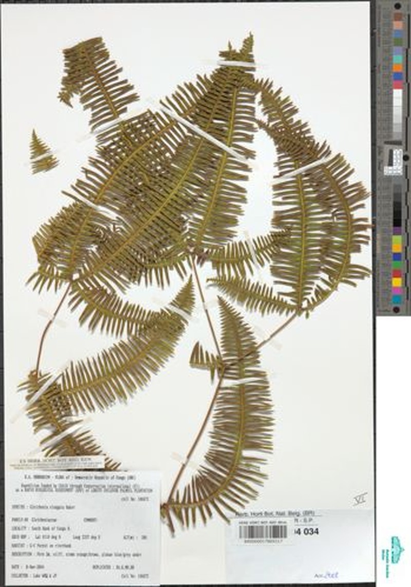 Dicranopteris elegantula