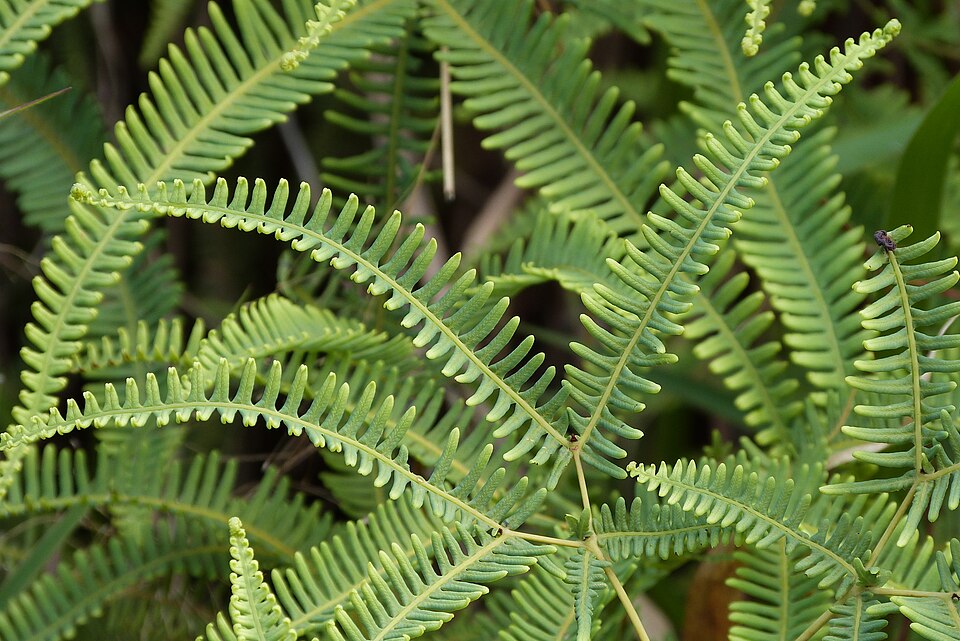 Drooping Forkedfern
