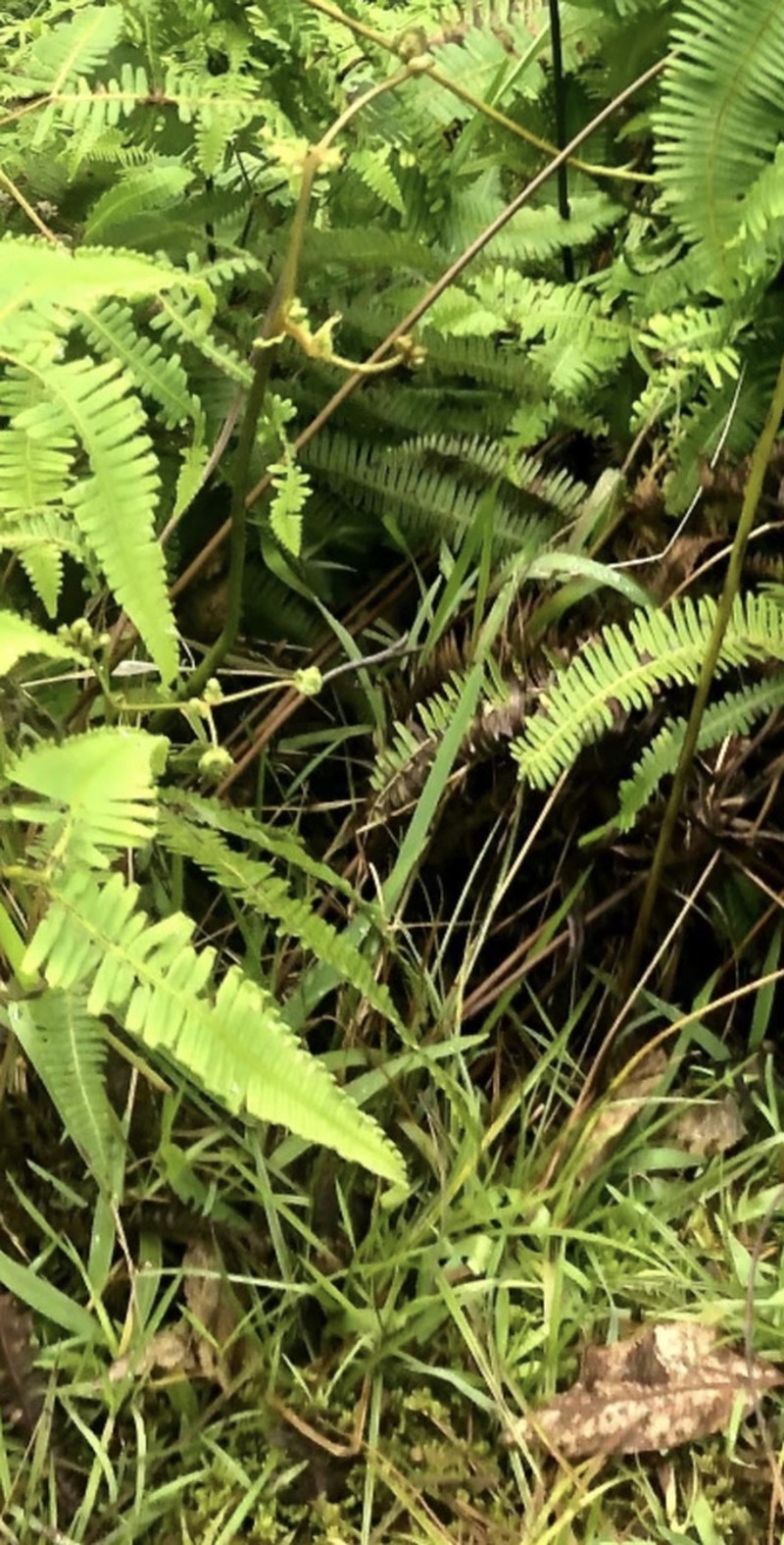 Drooping Forkedfern