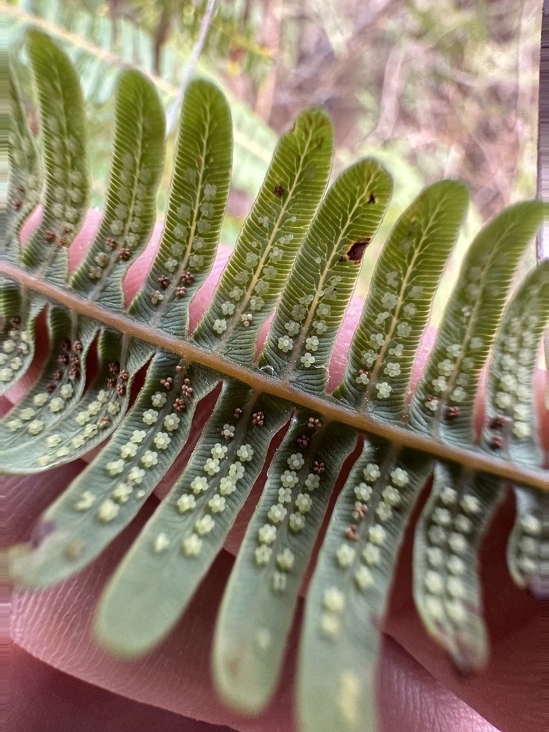 Drooping Forkedfern photo 2