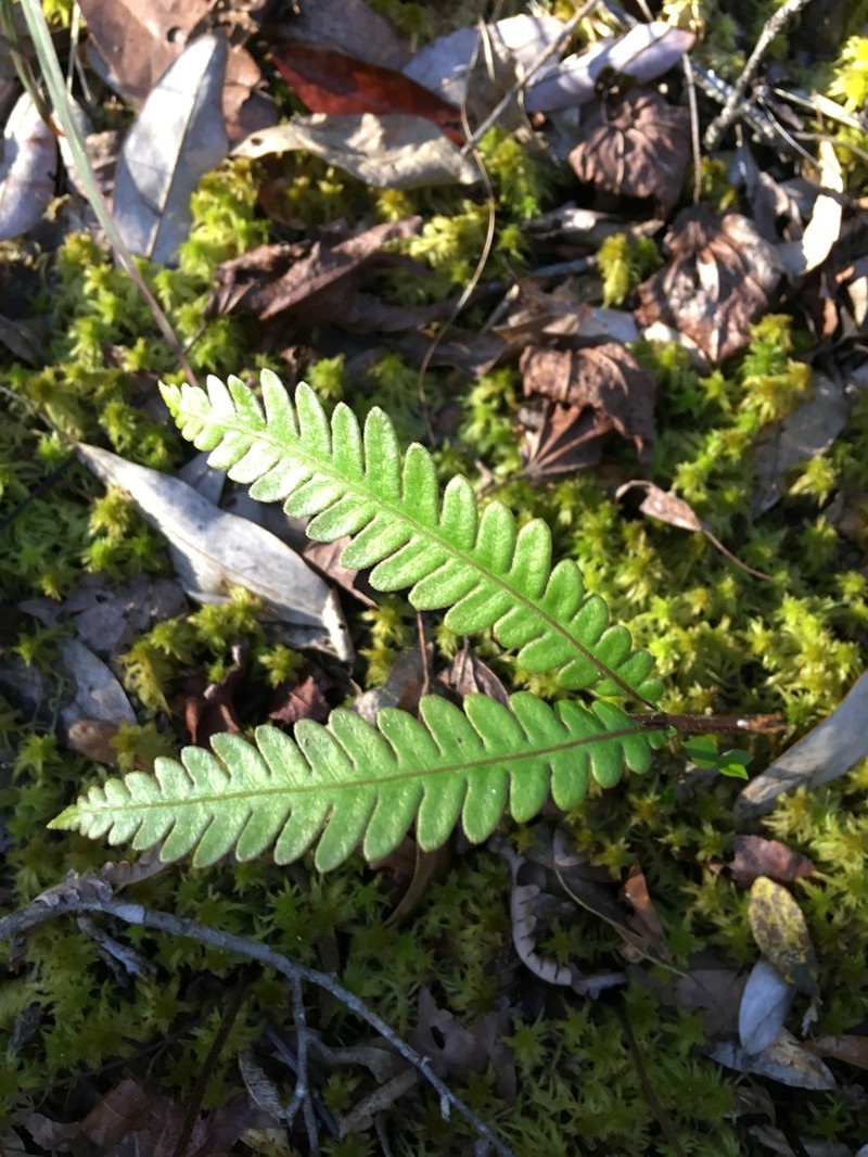 Drooping Forkedfern photo 3