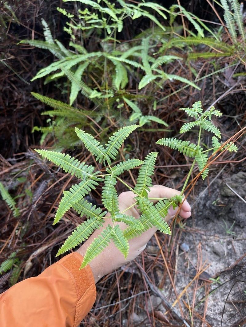 Drooping Forkedfern photo 4