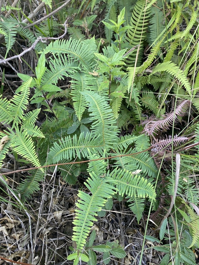 Drooping Forkedfern photo 5