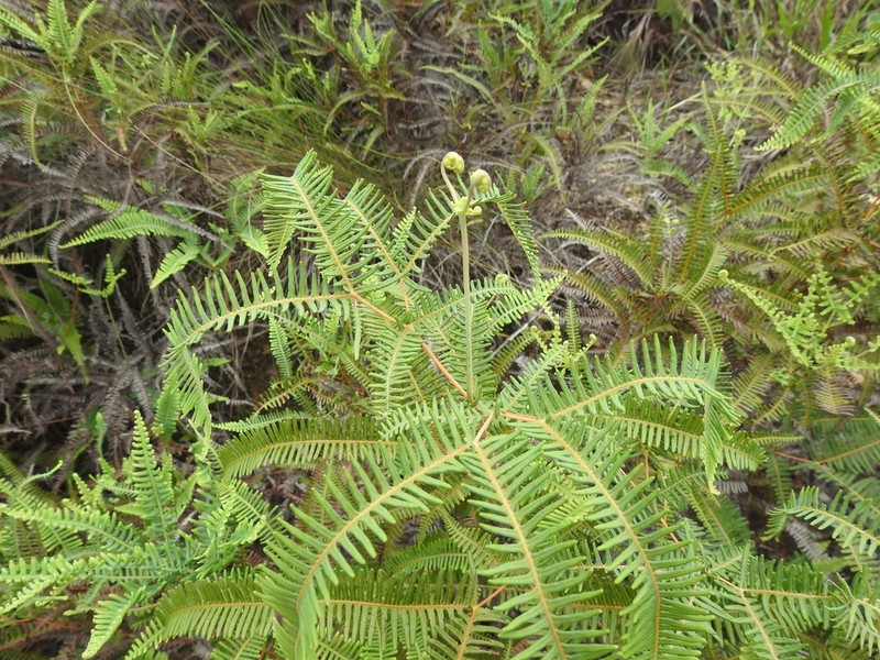 Drooping Forkedfern photo 6