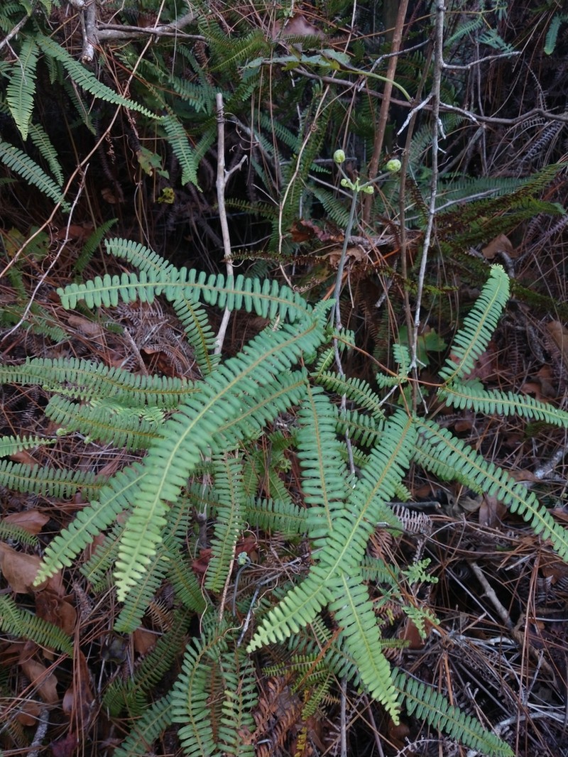 Drooping Forkedfern photo 7