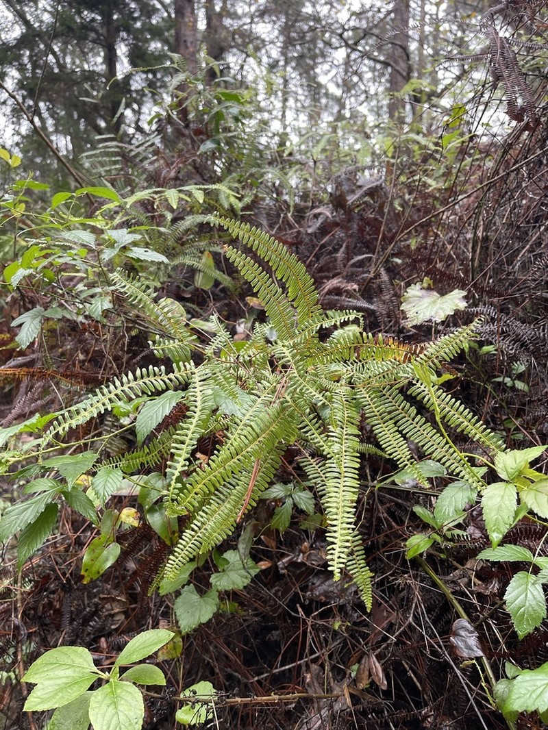 Drooping Forkedfern photo 8