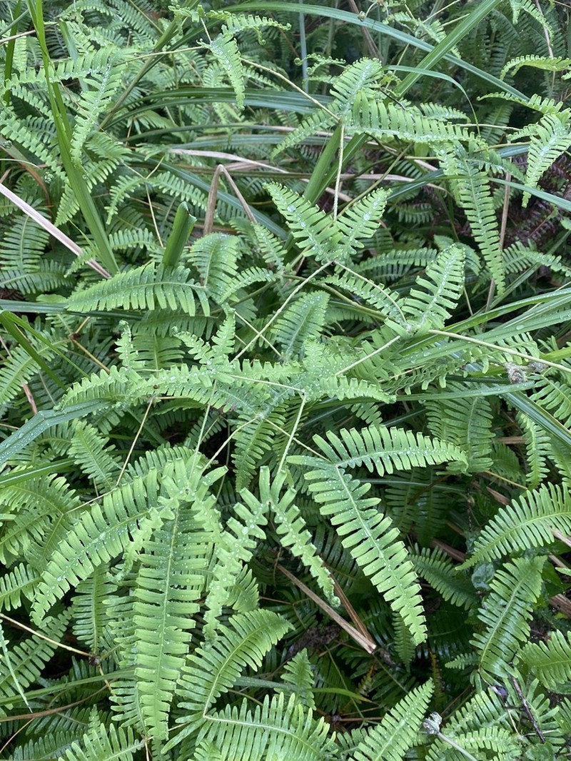 Dicranopteris latiloba