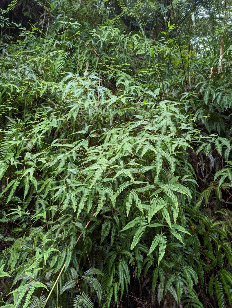 Dicranopteris latiloba photo 2