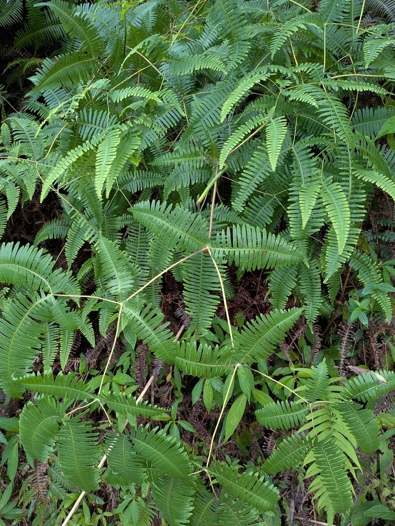 Dicranopteris latiloba photo 3