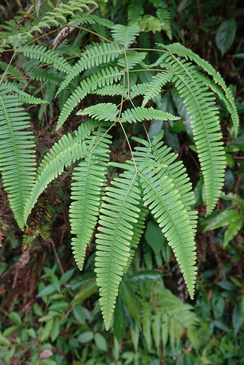 Dicranopteris latiloba photo 4