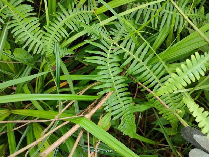 Dicranopteris latiloba photo 5