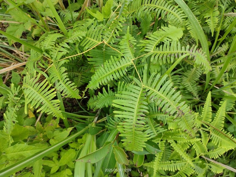 Dicranopteris latiloba photo 6