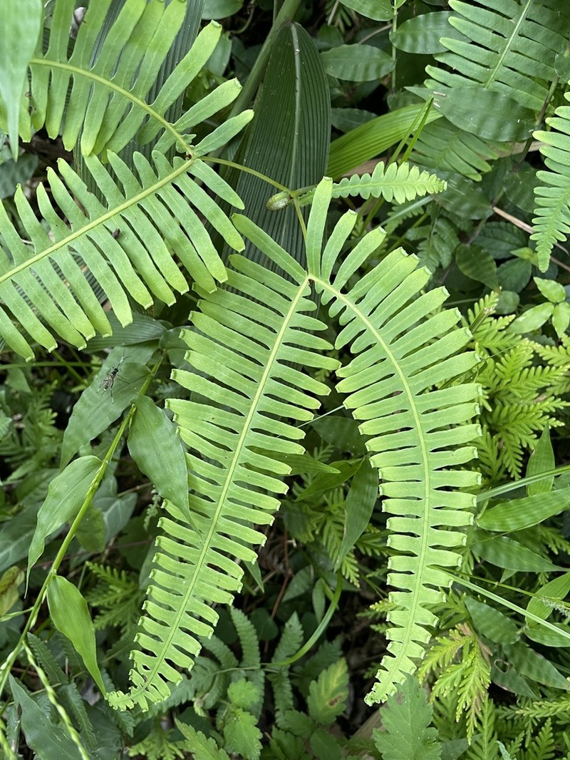 Dicranopteris latiloba photo 7