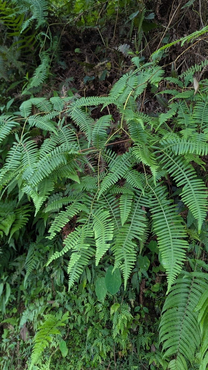 Dicranopteris latiloba photo 8