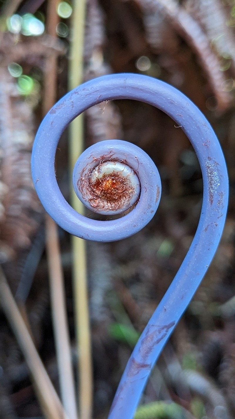 Old World Forkedfern photo 2