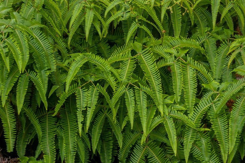 Old World Forkedfern photo 3